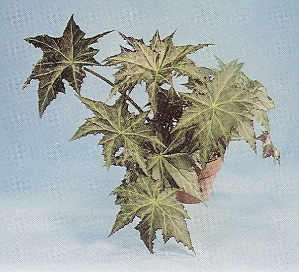 B. ‘Kumwha’